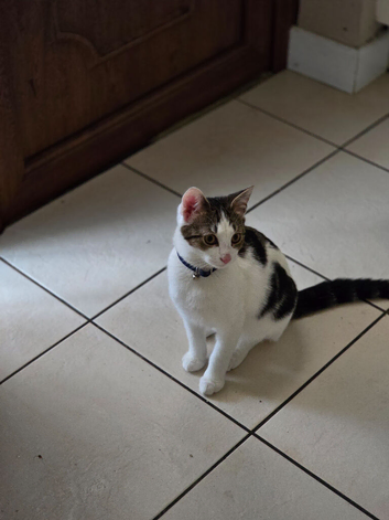 5 month old kitten