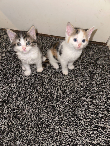 Two female kittens