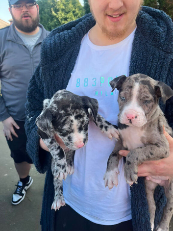 Staffs x bully