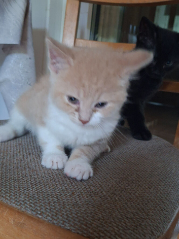kittens