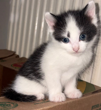 Ragdoll X