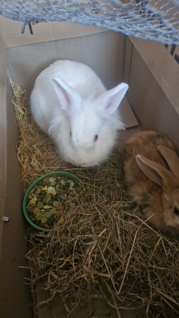 White male rabbit about 1 years old