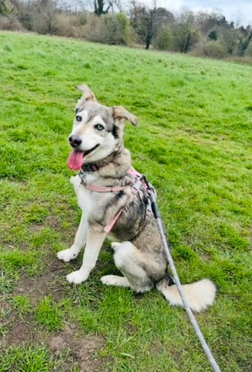 Husky female needing a forever home