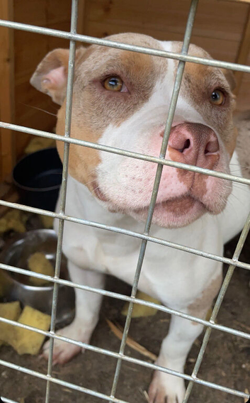 Tri chocolate Merle Pocket bully - Coco Chanel