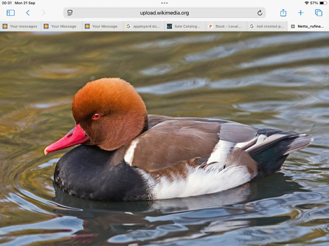 Red crested pochard and mandarins