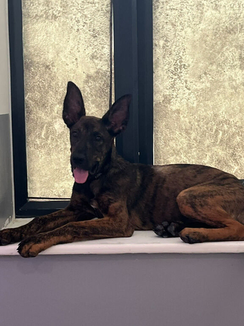 Belgian mali boy 9 months