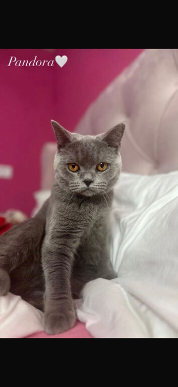 British Shorthair