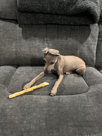 Italian greyhound puppy kc registered