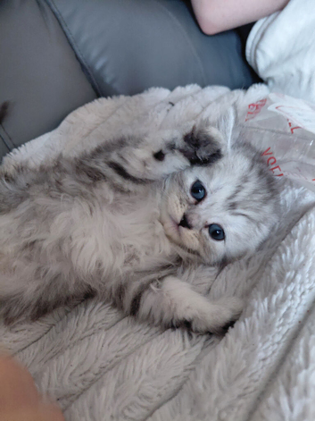 Persian kittens ready