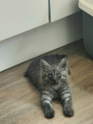 Kittes maine coon mix
