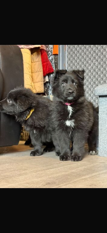 Stunning German Shepard puppy&rsquo;s