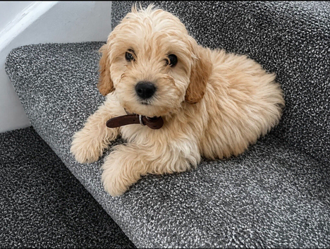Cockapoo puppies
