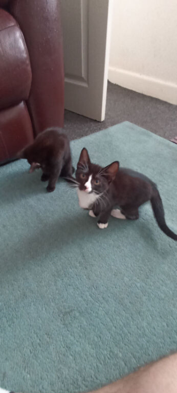 Beautiful kittens