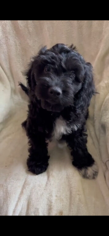 Absolutley gorgeous Cockapoo x puppies