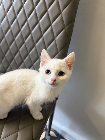 Full white male kitten