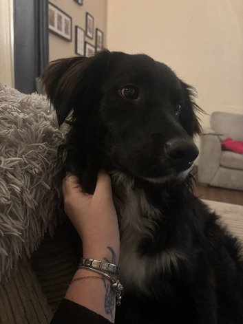 Golden retriever x border collie