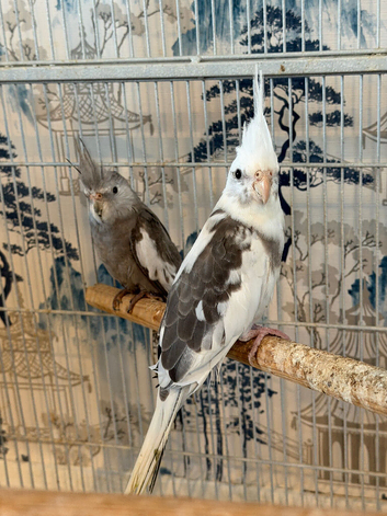 Two Cockatiels White Faced Pied And White Faced Grey