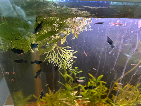 Mollies for sale