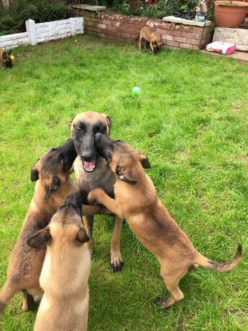 Working line Malinois pups for sale