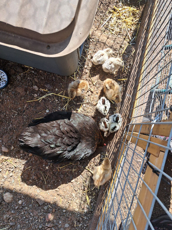 Chicks for sale