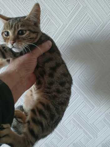 2 lovely stripped boy kitten and gold marble Ready now