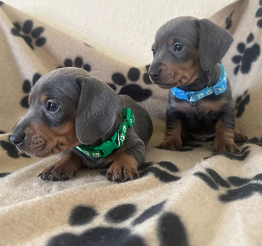 Gorgeous miniature sausages