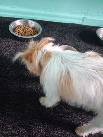 Chihuahua cross