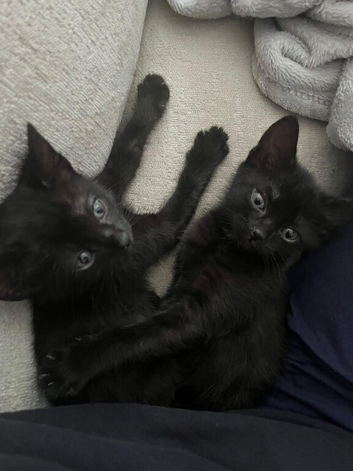 2 female kittens