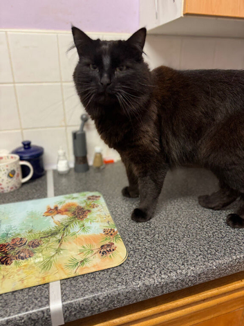 Too lovely young cats needing homes
