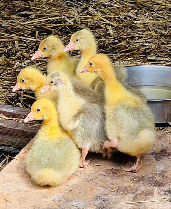 Ebden Goslings for sale