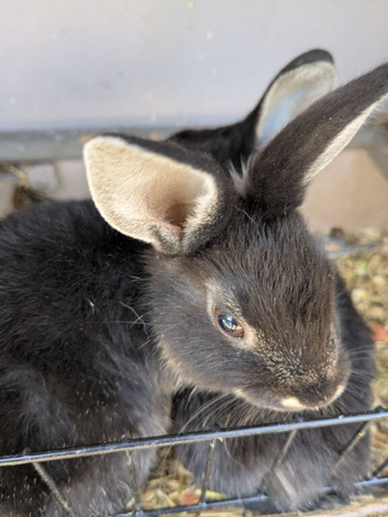 Baby bunnies for rehoming