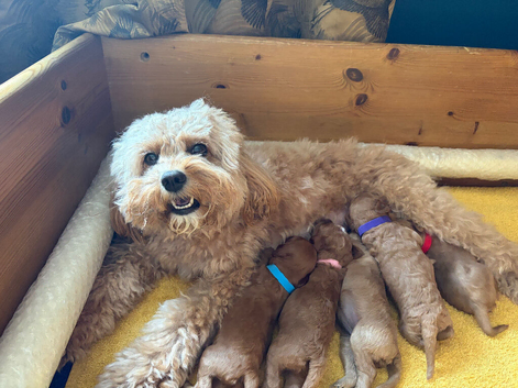 Beautiful F1b Cavapoo Puppies - 360 Health Tested Parents