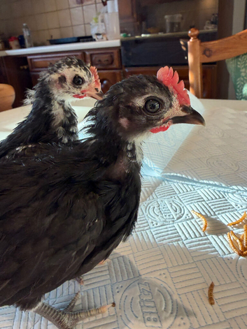 2 Beautiful serama cockerels