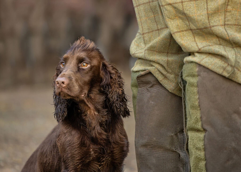 Champion bloodline for stud