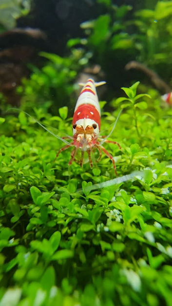 Stunning red crystal shrimp