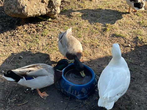 Male call ducks