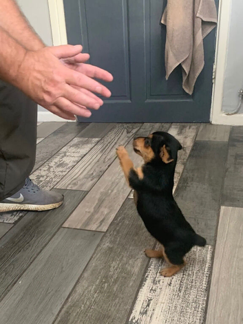 Black and Tan boy