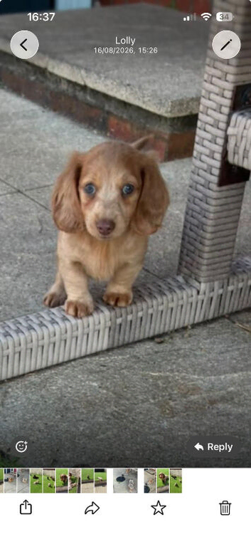 KC REG Long Haired Dachshunds