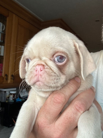 Rare Prestige Pink Pug Puppies available Ready to leave.
