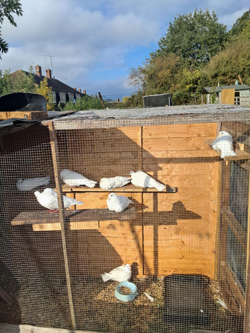 9 garden doves
