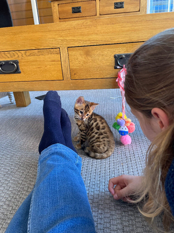 GCCF PEDIGREE BENGAL KITTENS