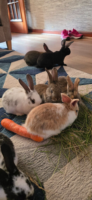 Wonderful rabbits