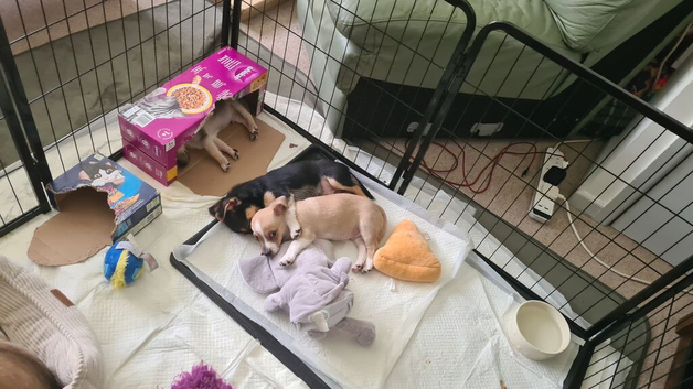 Chihuahua X Boy Puppies (only 3 left)