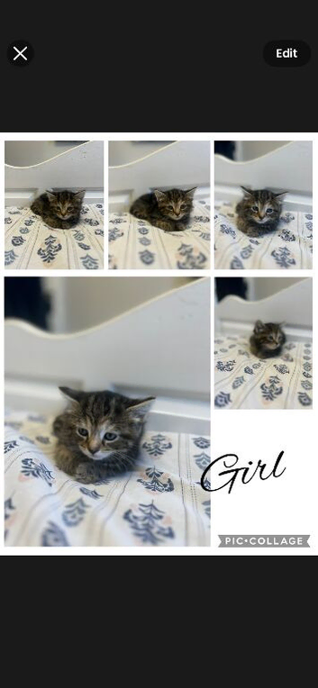 4 beautiful long/short hair kitten for sale