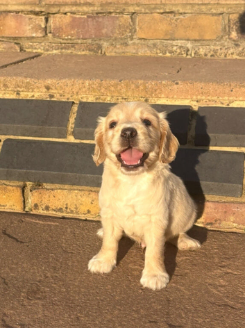 Cocker spaniel puppys