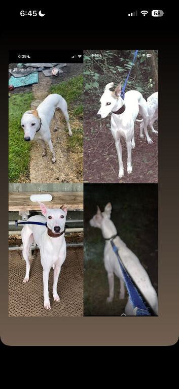 Bull greyhound x whippet for stud
