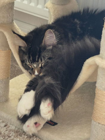 male maine coon