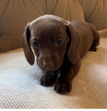 Mini dachshund