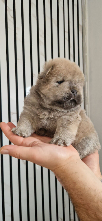 Amazing k.c registered chow chow puppies