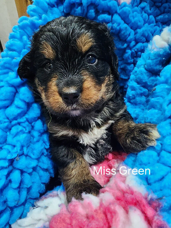 Gorgeous bernedoodle puppied